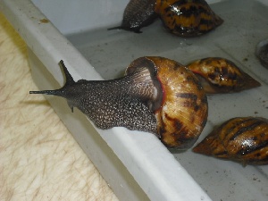 90 giant African snails confiscated by US border officials from Ghanaian traveller