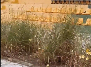 Video: Ho Sports Stadium in a sorry state as weeds take over with faulty lights, seats