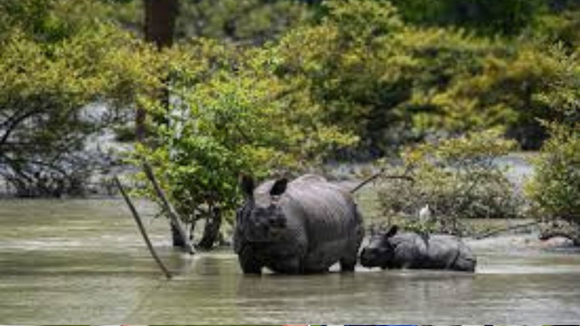 India national park flood kill six rhinos, deer other animals