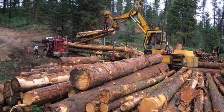 Over €31m generated from export of timber products in Q2 of 2024 – Forestry Commission