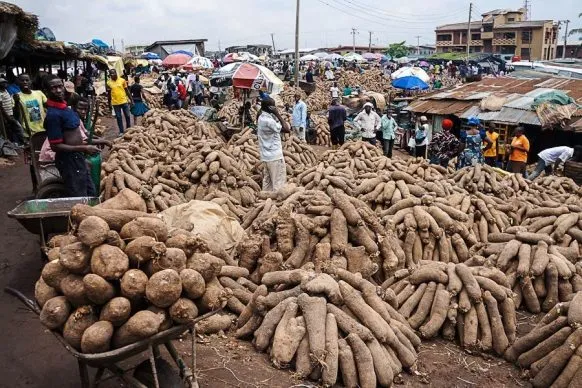 Yam Traders at Kokomba market lament sharp increases in prices