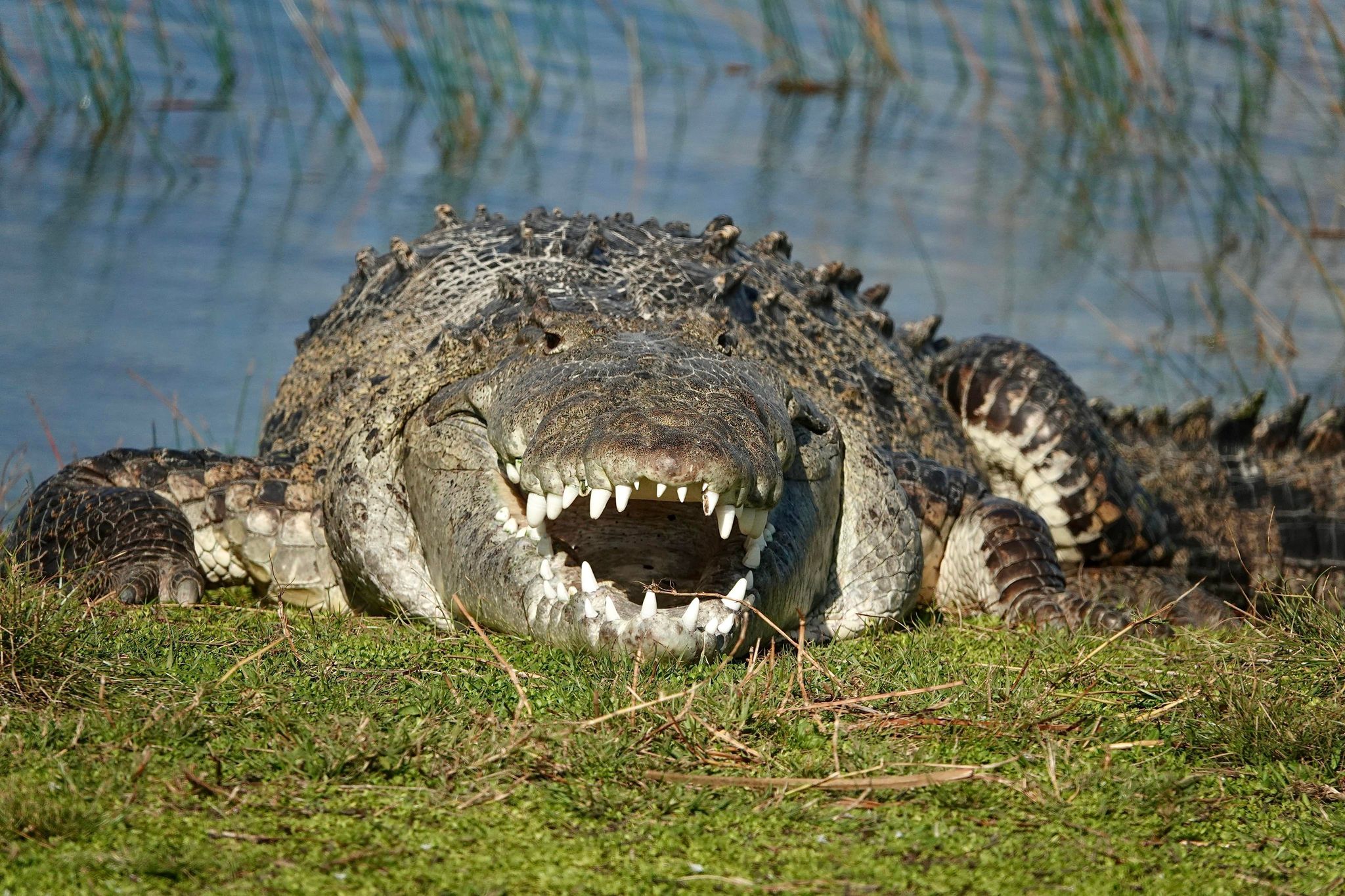 Did ‘powerful’ Togbe Tsali who rode on a crocodile’s back die?