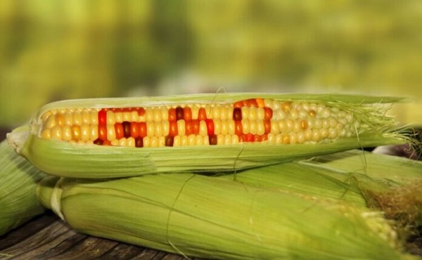Farmer unions advise against depending on GMO seeds as a solution for food security