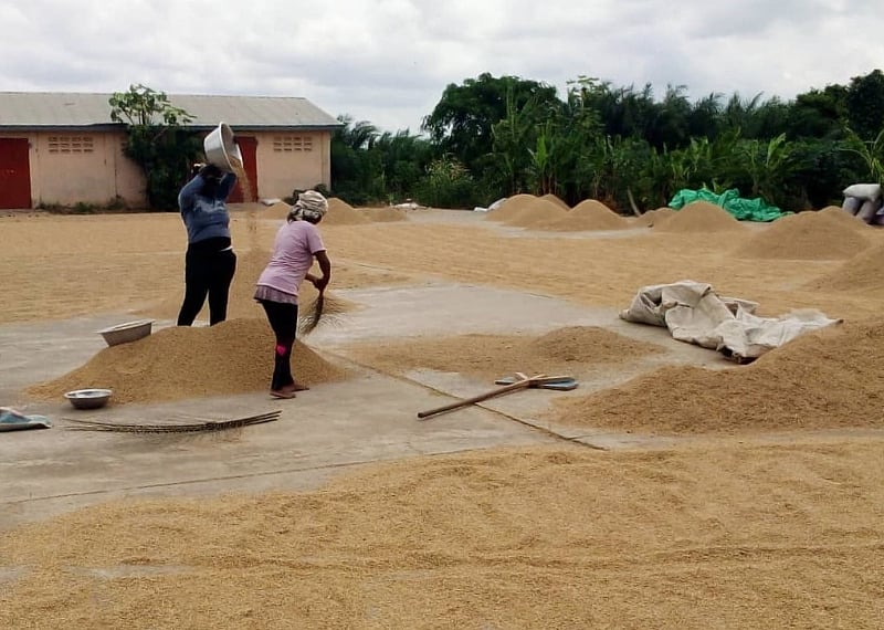 High interest on loans killing our businesses – Adzoatsi Rice farmers