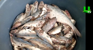 Police arrest two women for trying to sell rotten fish at Nsawam