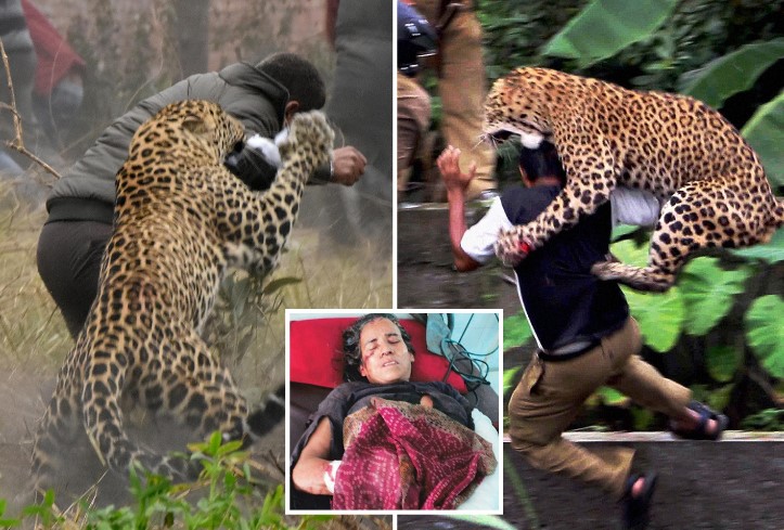 Two people suffer injuries after leopard attack at South Africa Air Force base