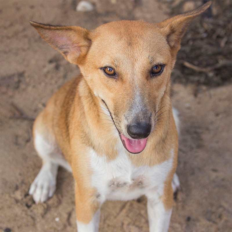Dog saves owner’s 9-bedroom house from burning to crisp at Suhum