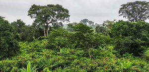 EU allocates US$5m for LEAN project to plant 600k trees in Ghana