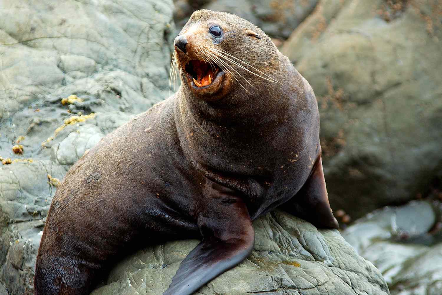 Rabies outbreak detected in South African among marine mammals