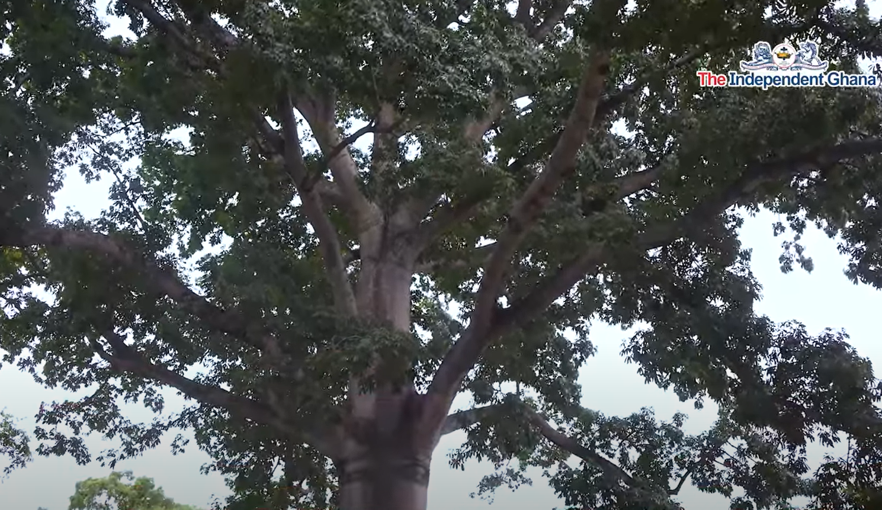 UG champions replanting initiative to save endangered cotton tree