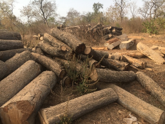 3 charged for illegally logging 45 trees in Amama forest reserve in Sunyani