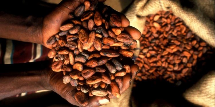 Ghanaian farmers get boost as Ivory Coast pushes cocoa price to $4.50 per Kilo