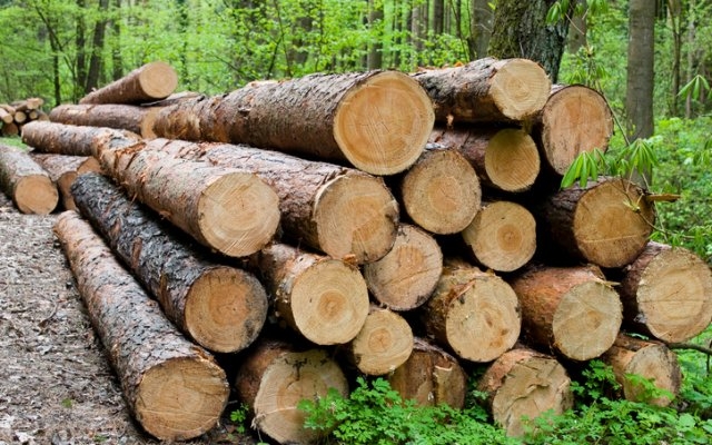 Over €1.7m raked in by gov’t from timber exports to ECOWAS countries in Q2 2024 – Forestry Commission