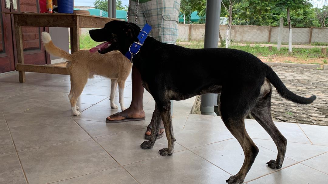 Rabies claims 7 lives in Upper East Region since Jan 2024