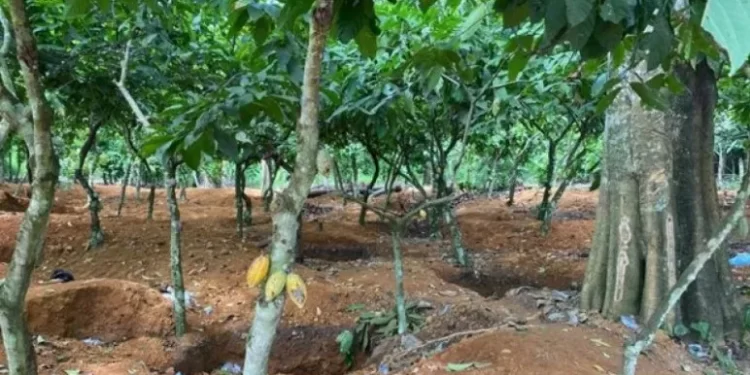 Galamsey activities have destroyed over 100,000 acres of cocoa farms – Farmers Association