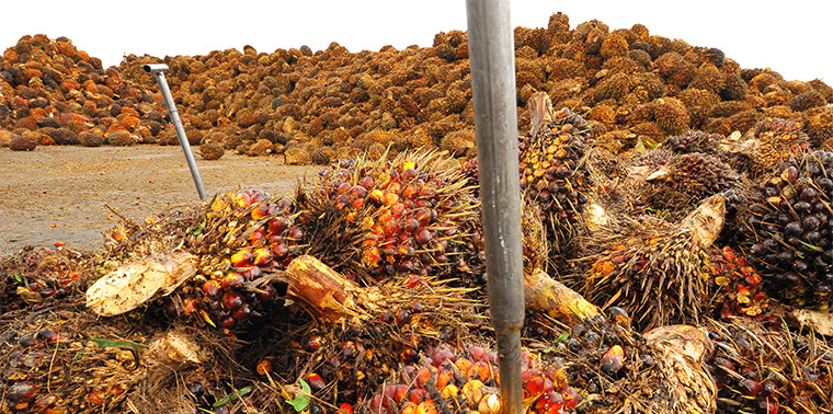 FDA warns consumers to exercise caution when purchasing palm oil due to adulteration concerns