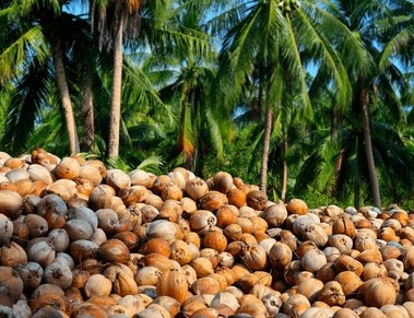 Coconut sector touted for employment gains as export demand rises