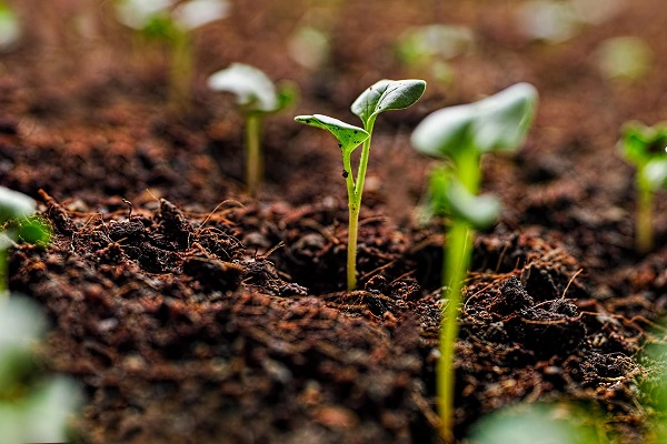 NaSTAG advocates for increased investment to bolster seed industry