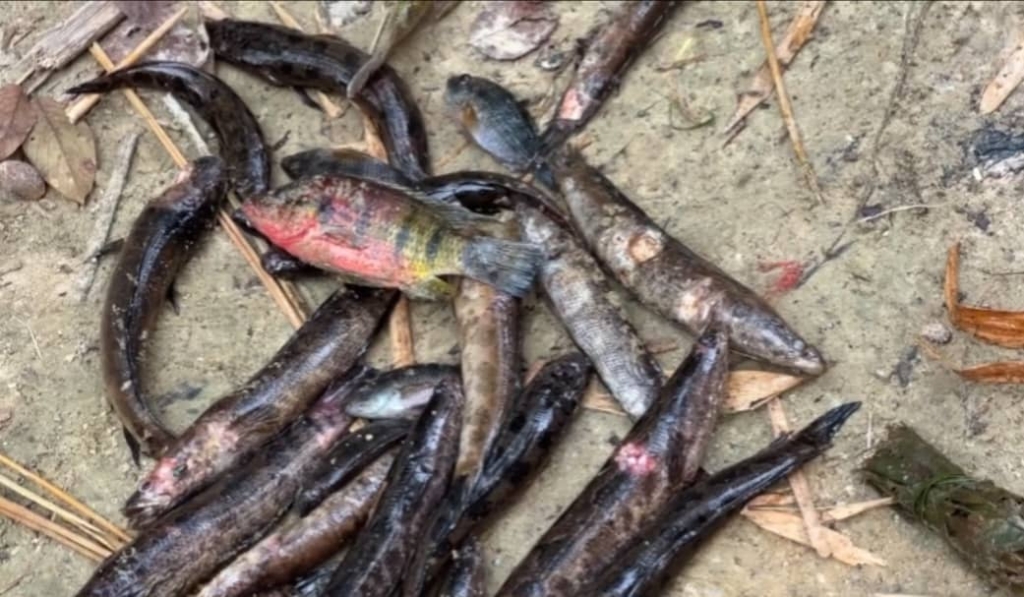 Fishing halted at Kamgbunli in Ellembelle District over unknown disease