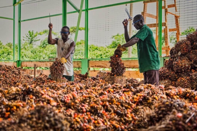 Ghana’s palm oil export saw a decline of over 50% in 2024 – OPDAG