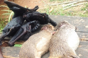 Ghana may soon face bush meat scarcity – Fire Service