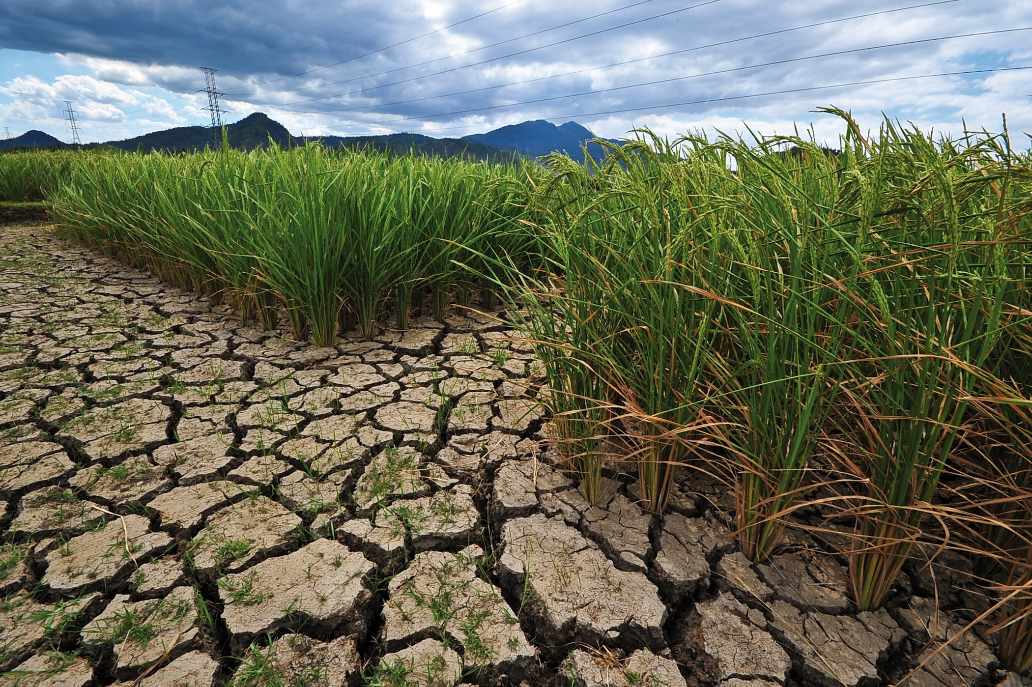 Prepare for long dry spells to protect crop yields – GMET cautions farmers