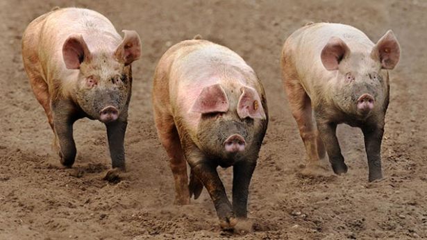 Hundreds of pigs dead as African Swine Fever hits Savannah Region – Report