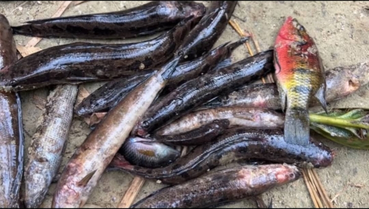 Govt bans fishing in Ellembelle  over fish disease
