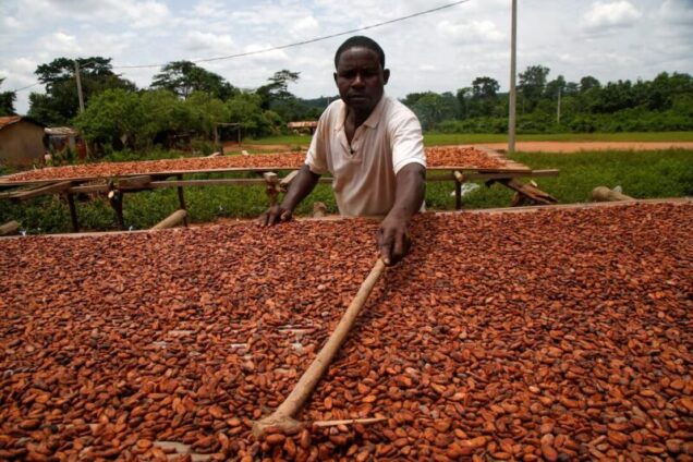 COCOBOD to pay one-third of seized cocoa value to informants