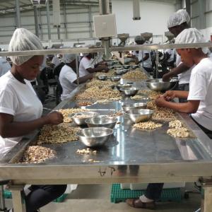 Ghana losing its largest processing company to Ivory Coast over survival challenges