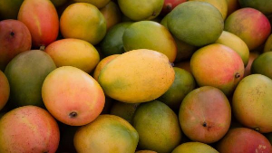 Ghana earns US$75m from mango exports in 2024 – Report