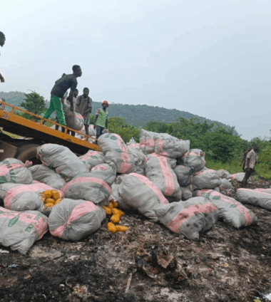 600 sacks of Indian hemp burnt by police in Ho