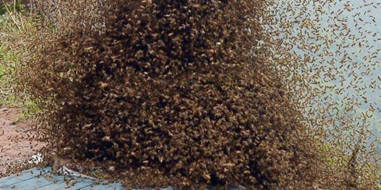 One dead as bees swarm NDC supporters in Kpandai