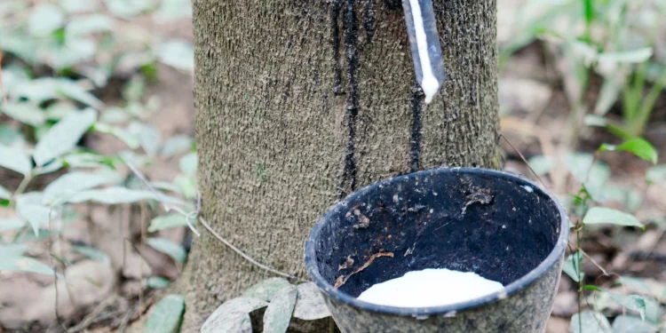 Ghana loses $70m to underreported rubber exports – Report